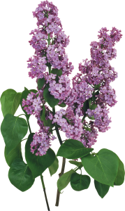 Lilac PNG-85104